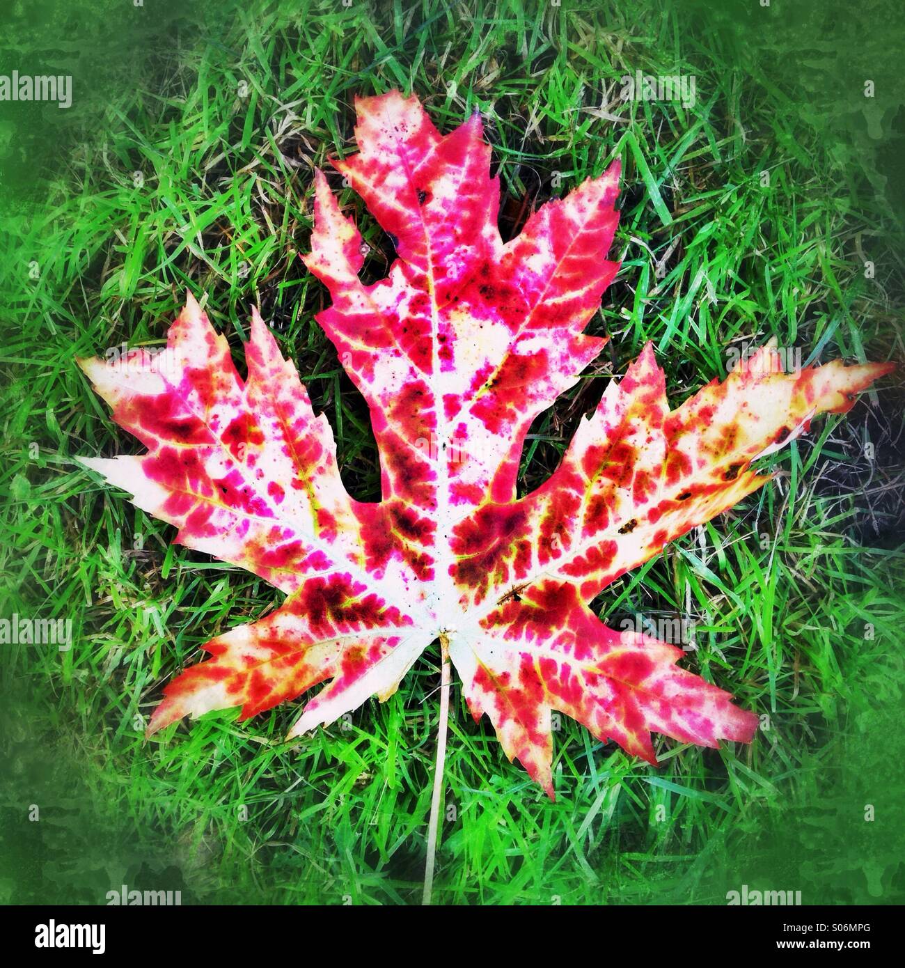 Autumn - Smartphone Captured Stock Image