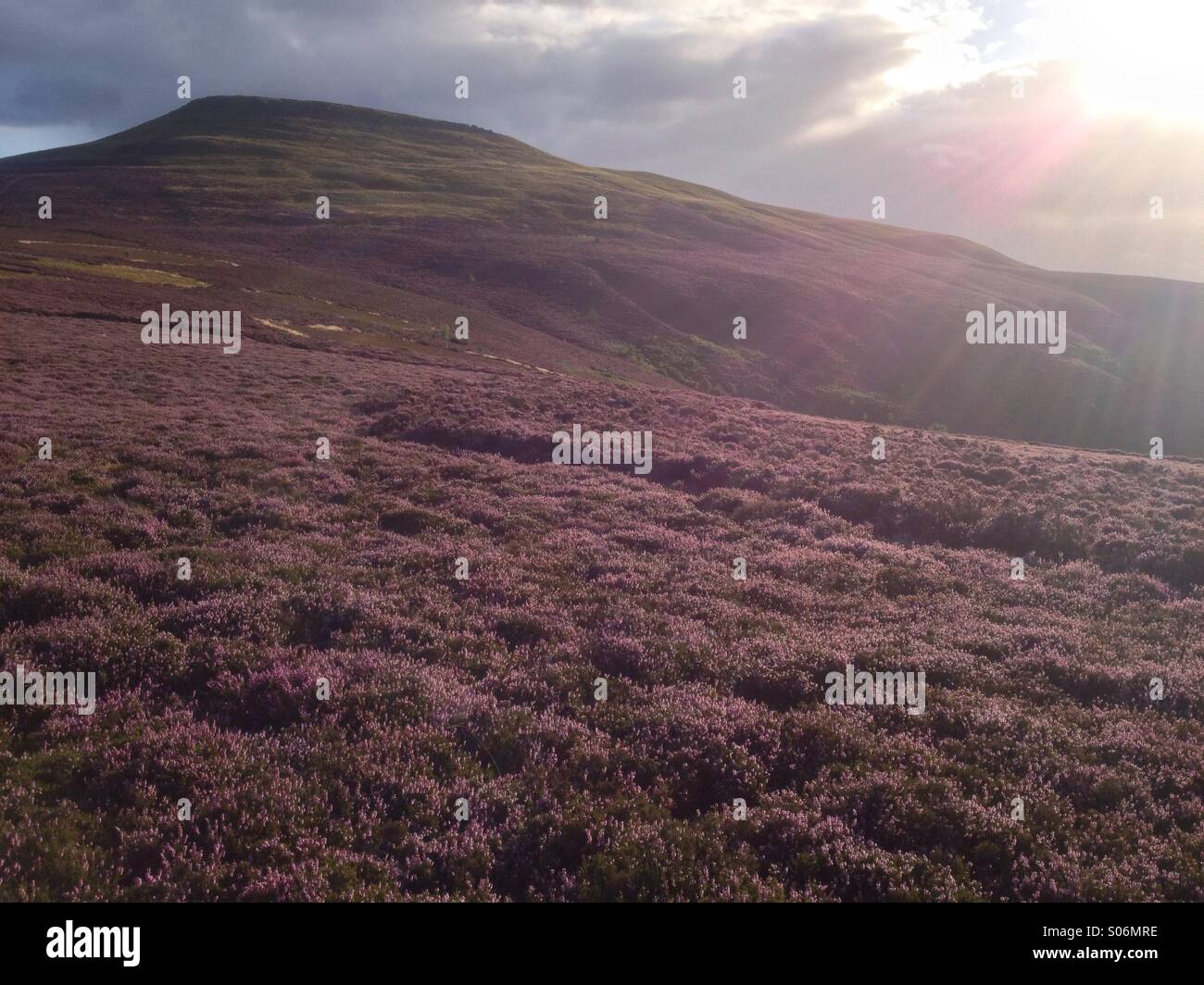 Purple mountain heather hires stock photography and images Alamy