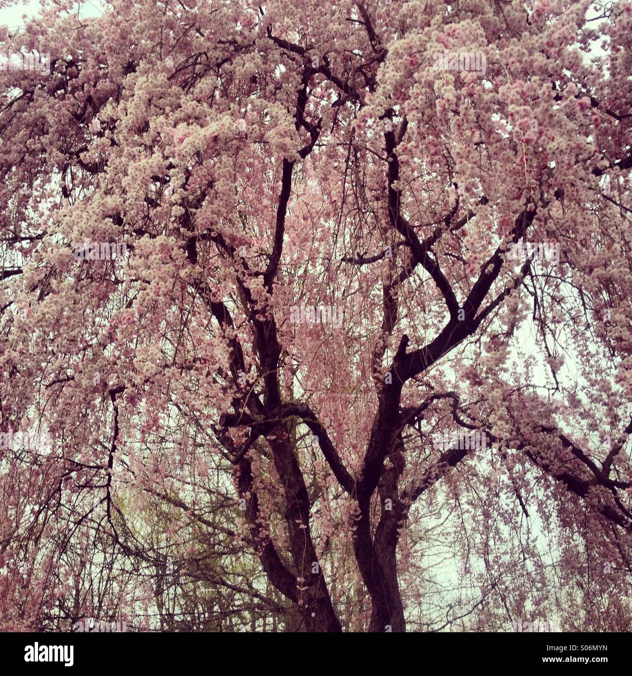 Weeping Cherry Tree Stock Photo Alamy