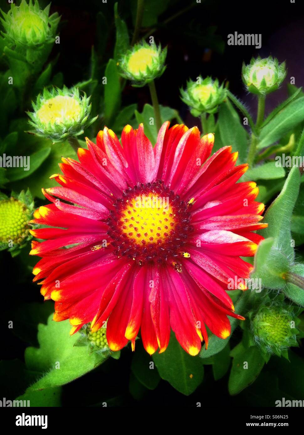 Red gaillardia flower Stock Photo