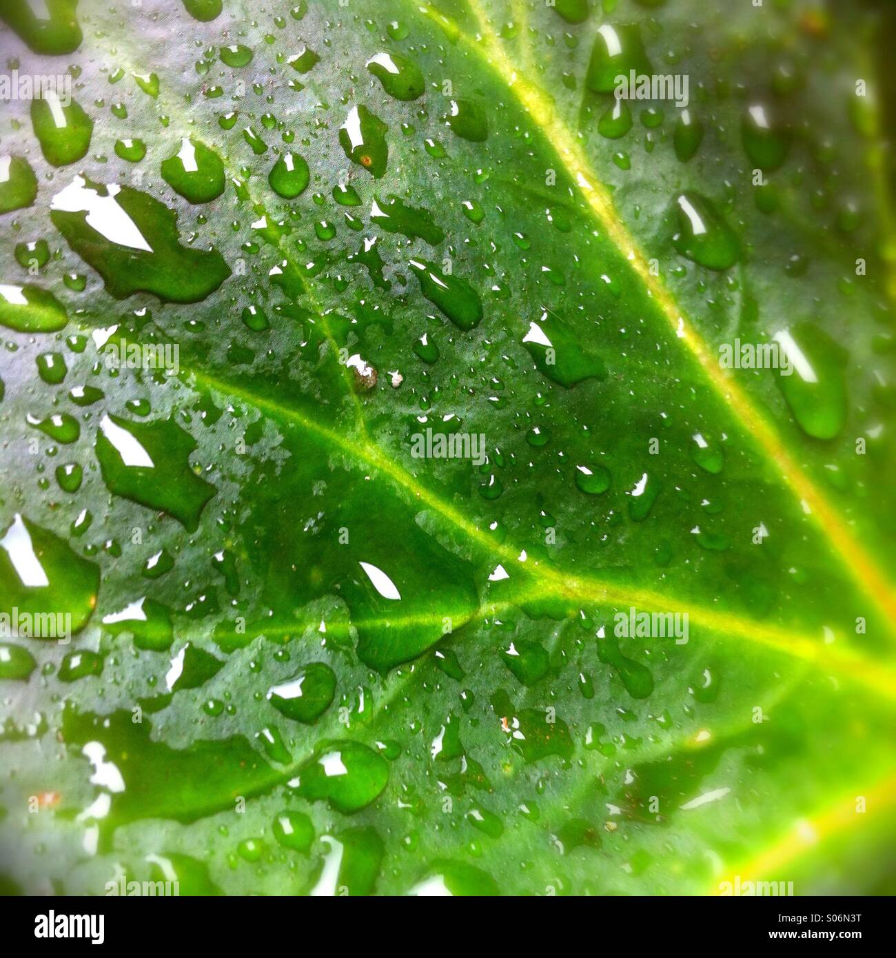 After the rain Stock Photo