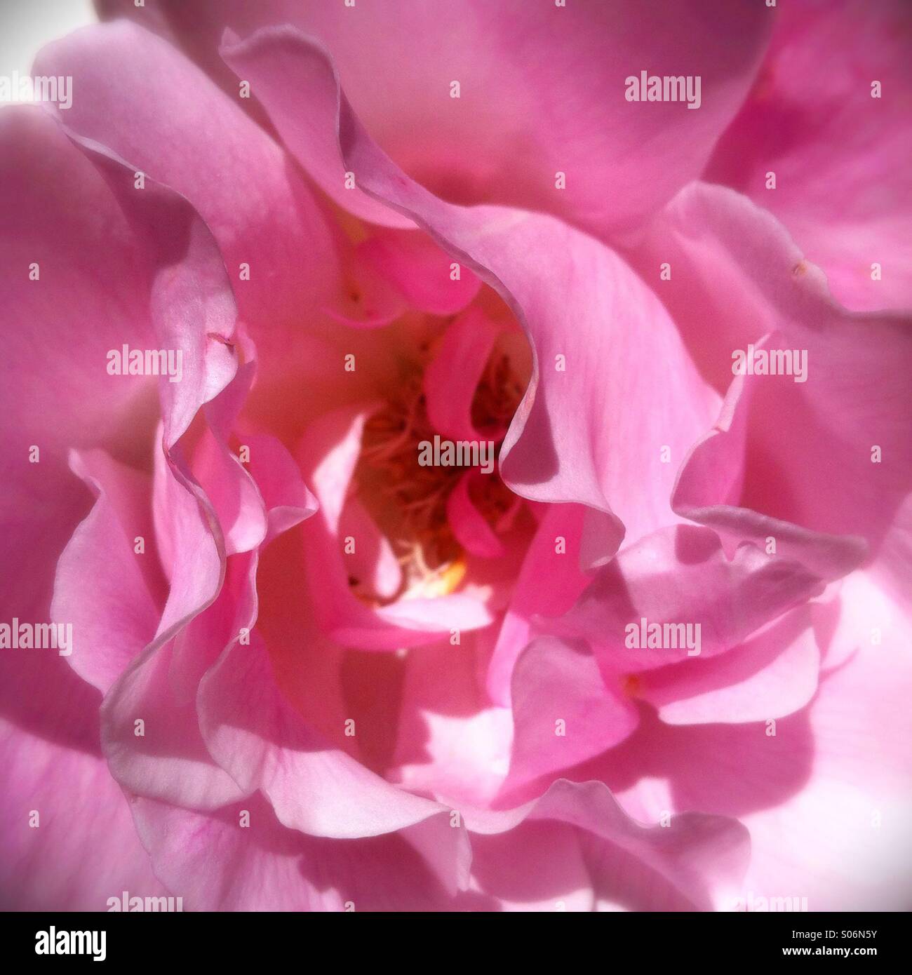Pink rose - Smartphone Captured Stock Image