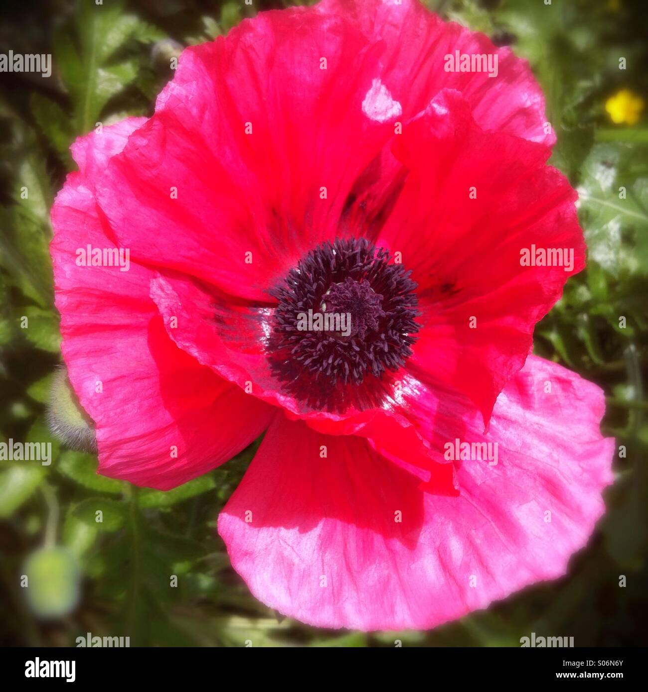Poppy - Smartphone Captured Stock Image