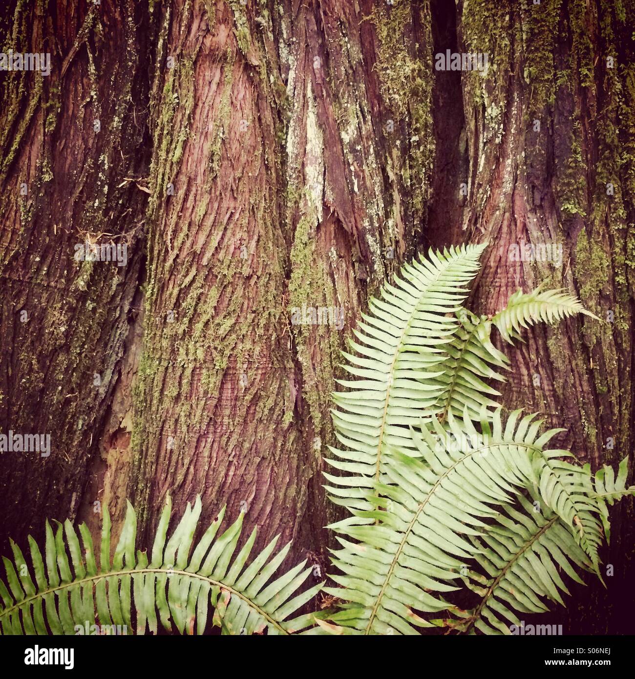 Sword Fern and Western Red Cedar trunk, Vancouver Island, Canada - Smartphone Captured Stock Image