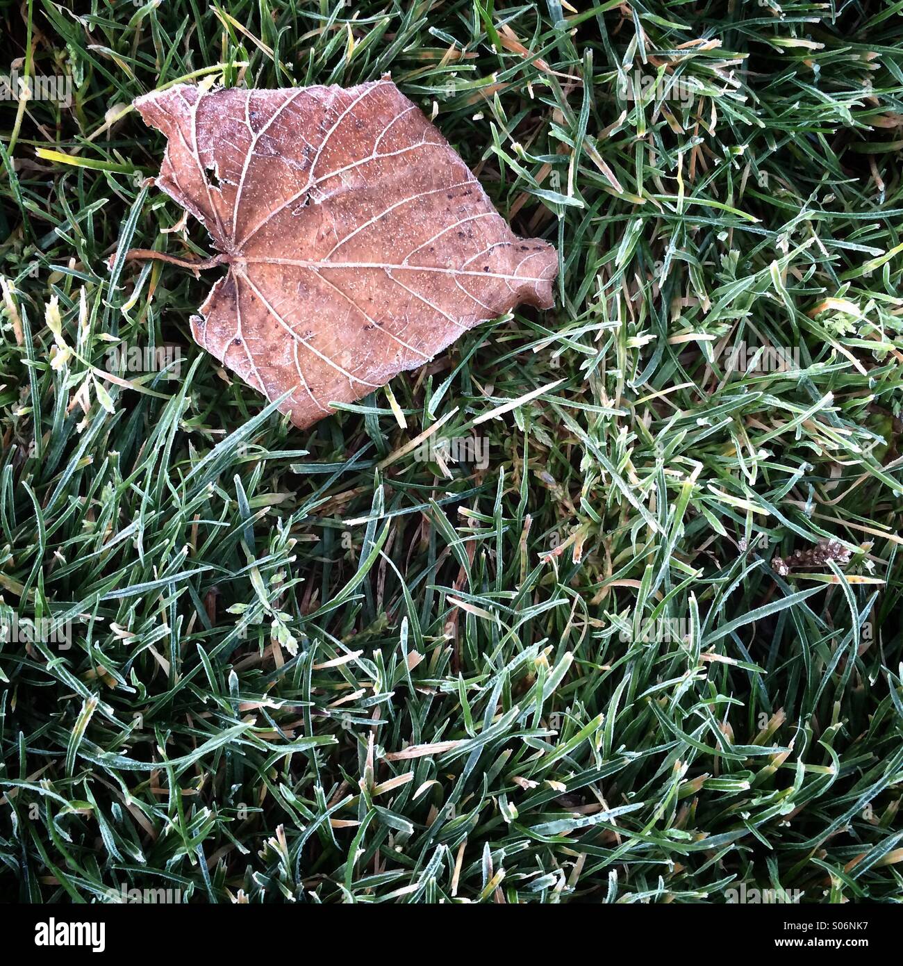 Leaf in morning frost Stock Photo