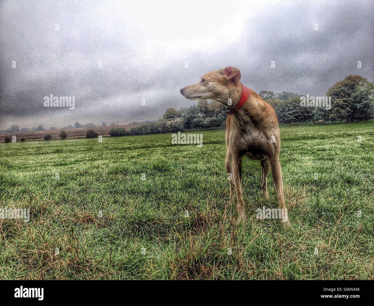 Alert lurcher in field watching intently filtered in the style of a painting Stock Photo