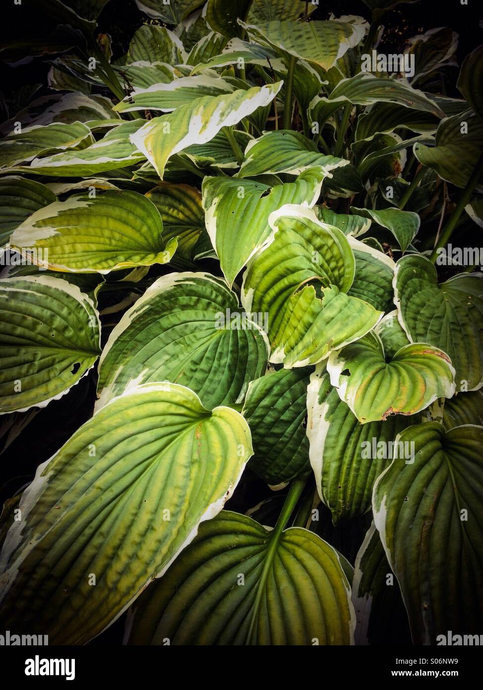 Hosta plant - Smartphone Captured Stock Image