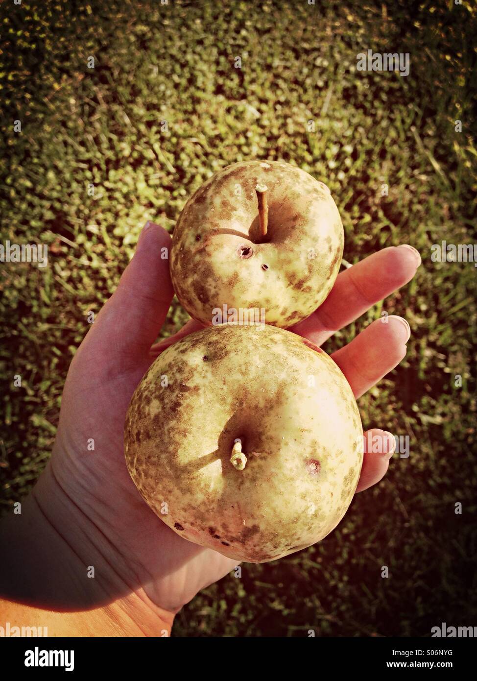 Two apples in a hand. - Smartphone Captured Stock Image
