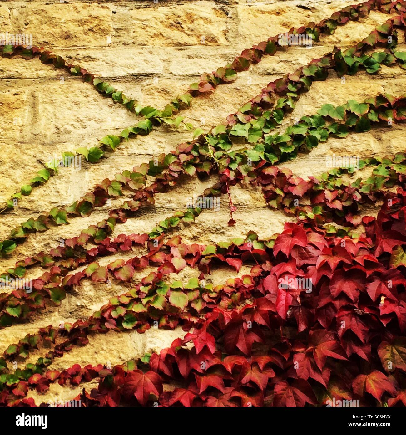 Virginia creeper climbing on house wall Stock Photo Alamy