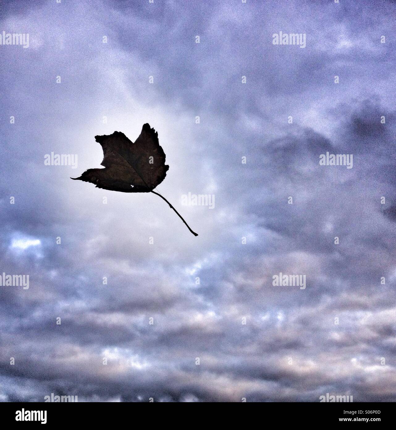 A falling leaf against the background of a dramatic, stormy sky Stock Photo