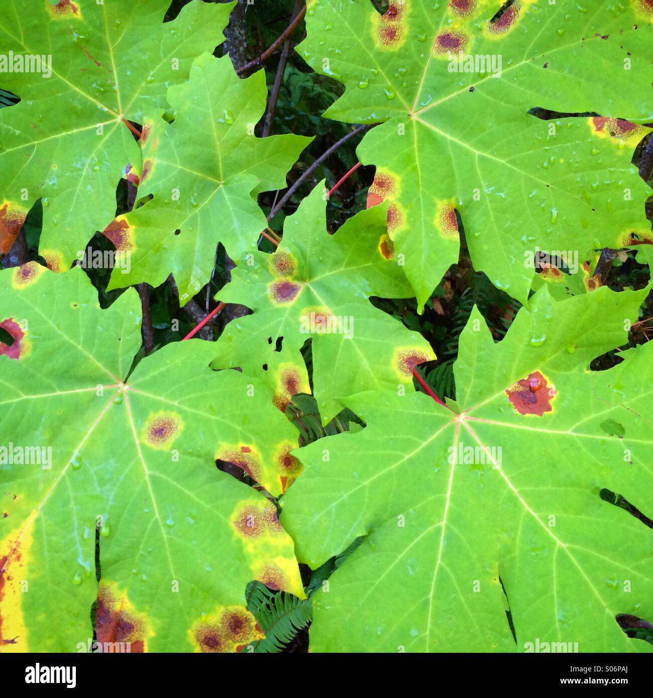 Autumn, fall color on leaves of Bigleaf Maple tree, Vancouver Island, BC, Canada Stock Photo