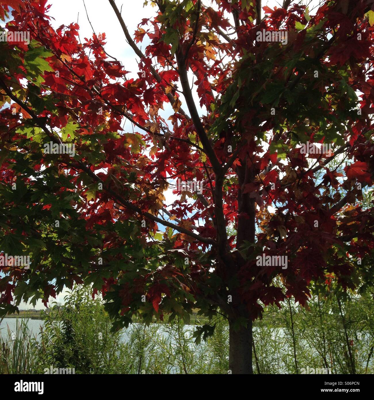 Red leaves. - Smartphone Captured Stock Image