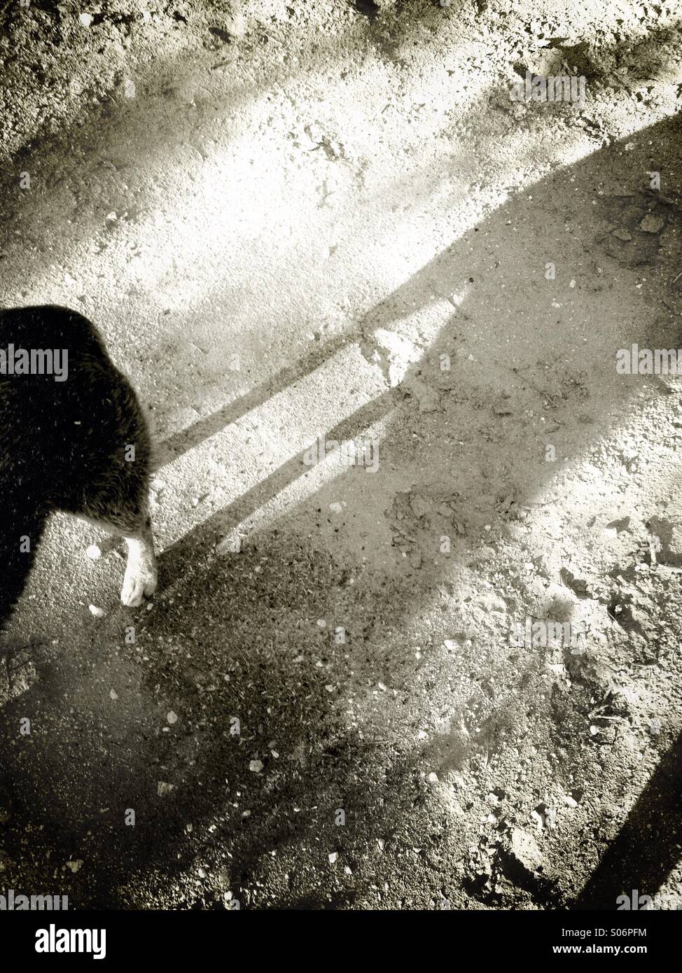 Dog walking in the morning. - Smartphone Captured Stock Image