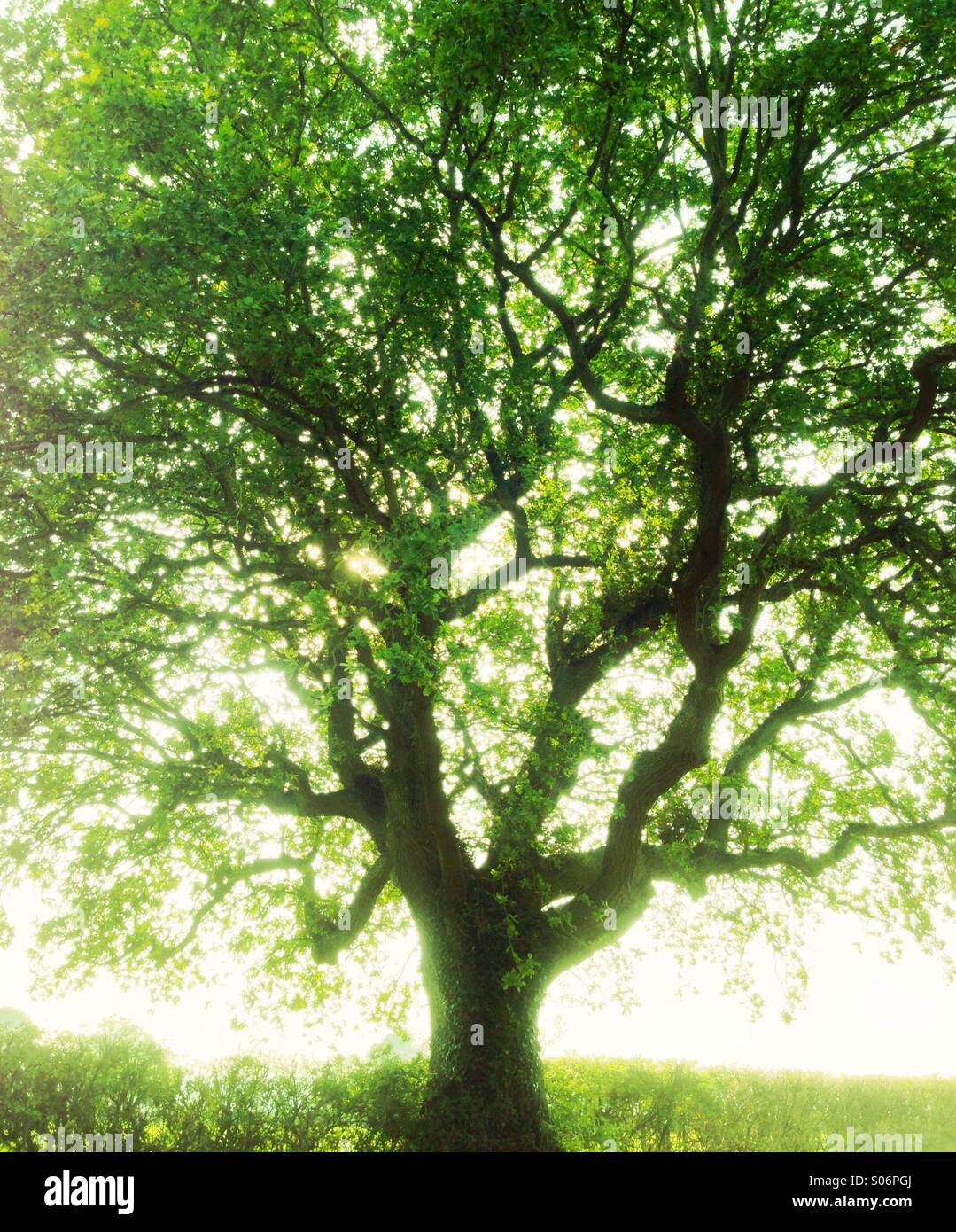 Green oak tree on a late summer afternoon. Stock Photo