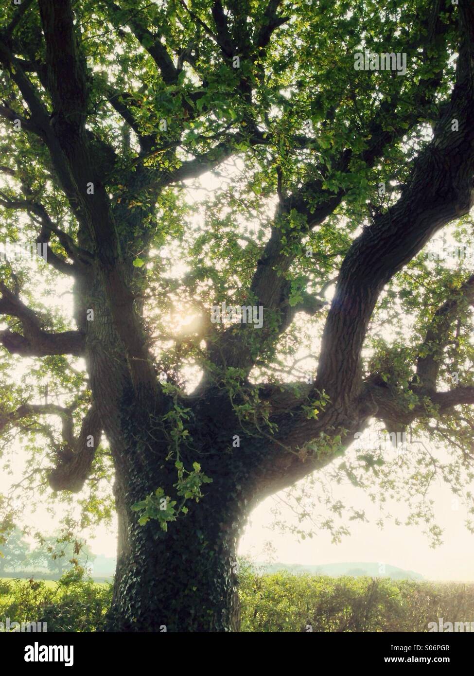 Sunlight illuminating the old oak tree on a late summer afternoon. Stock Photo
