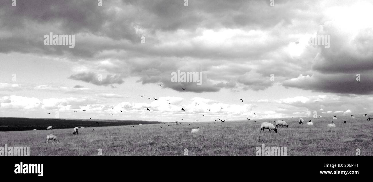 Crows harass sheep on a downland field under a stormy sky. Stock Photo