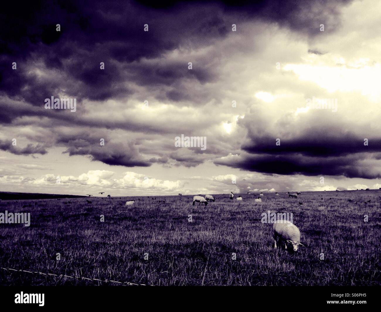 Sheep grazing in foreground under ominous black storm clouds - monochrome. Stock Photo