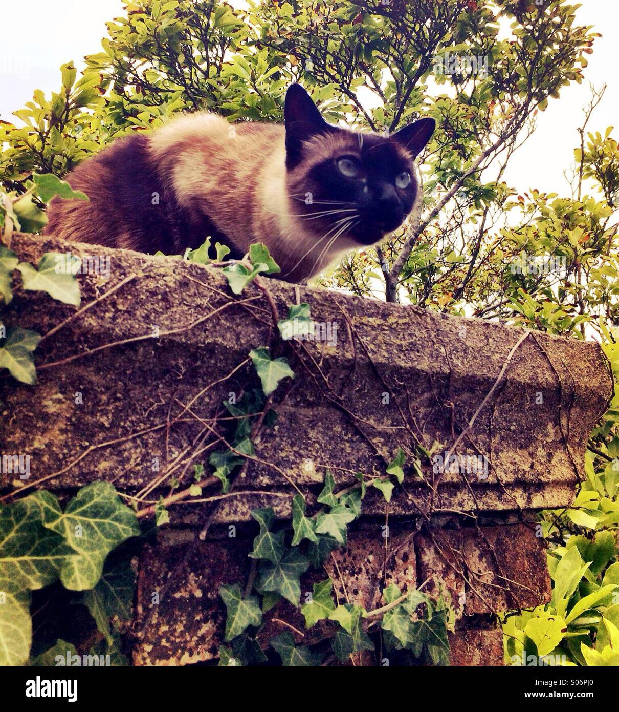 Emo cat hi-res stock photography and images - Alamy