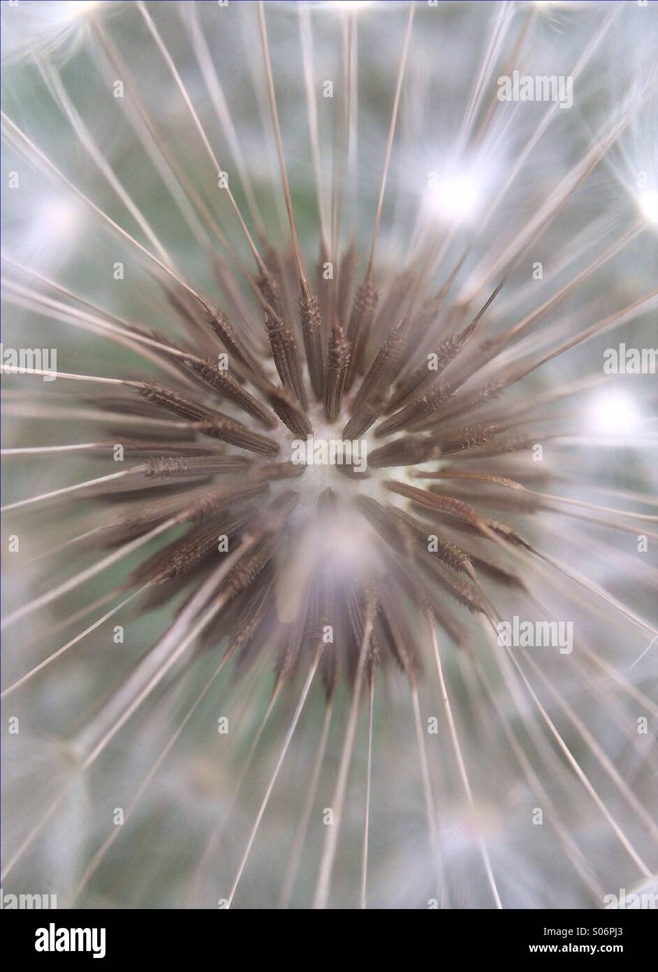 Inside of a dandelion seed head using the macro lens on an olloclip with my iPhone Stock Photo