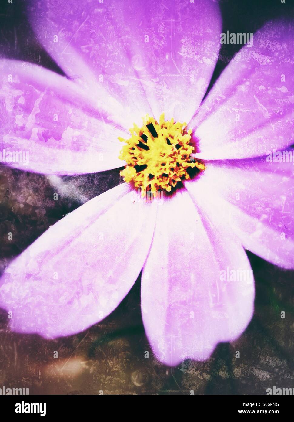 magenta cosmea blossom Stock Photo