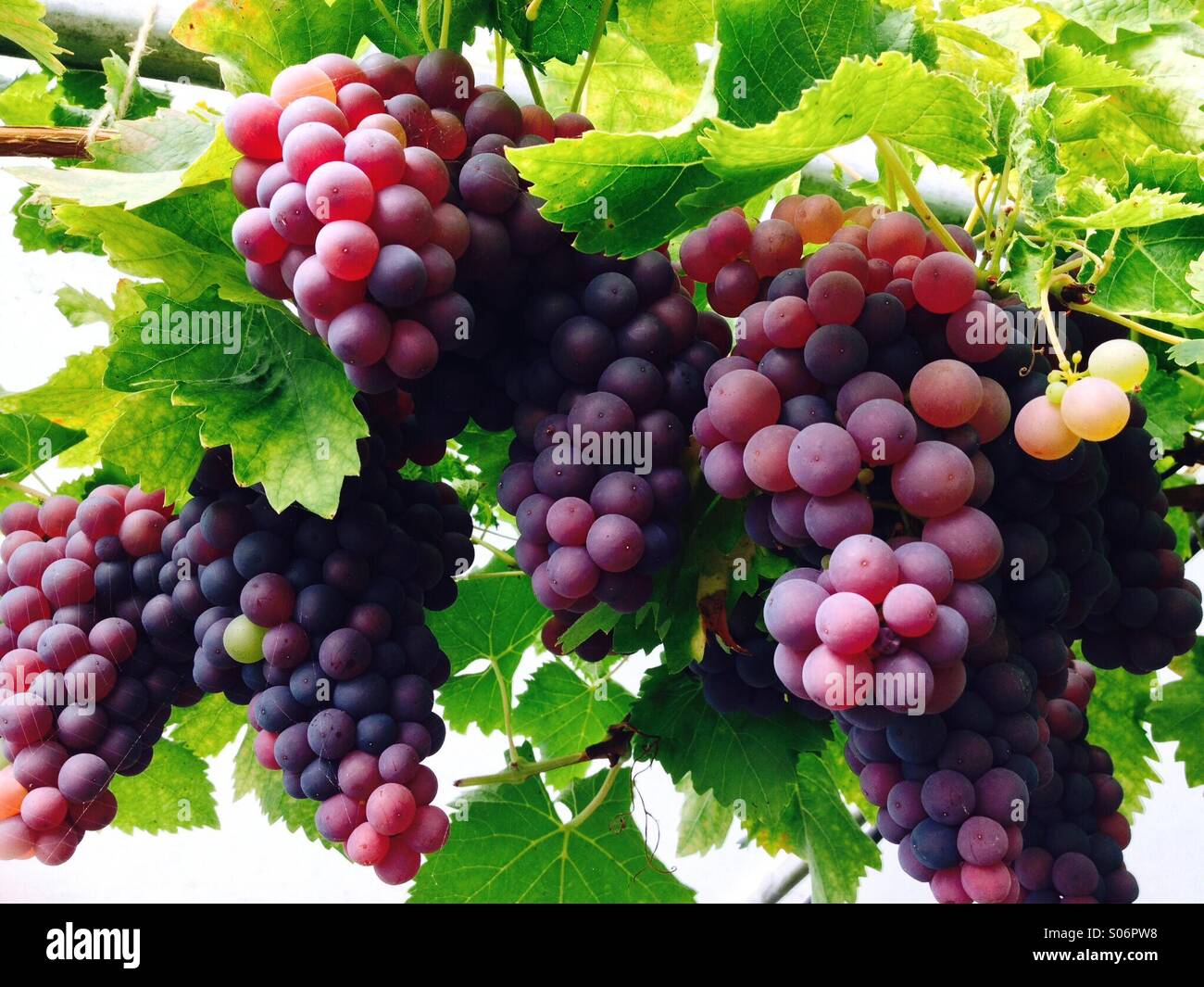 Bunches of grapes ripening in a greenhouse. Mobile phone photo with some phone or tablet post processing. Stock Photo