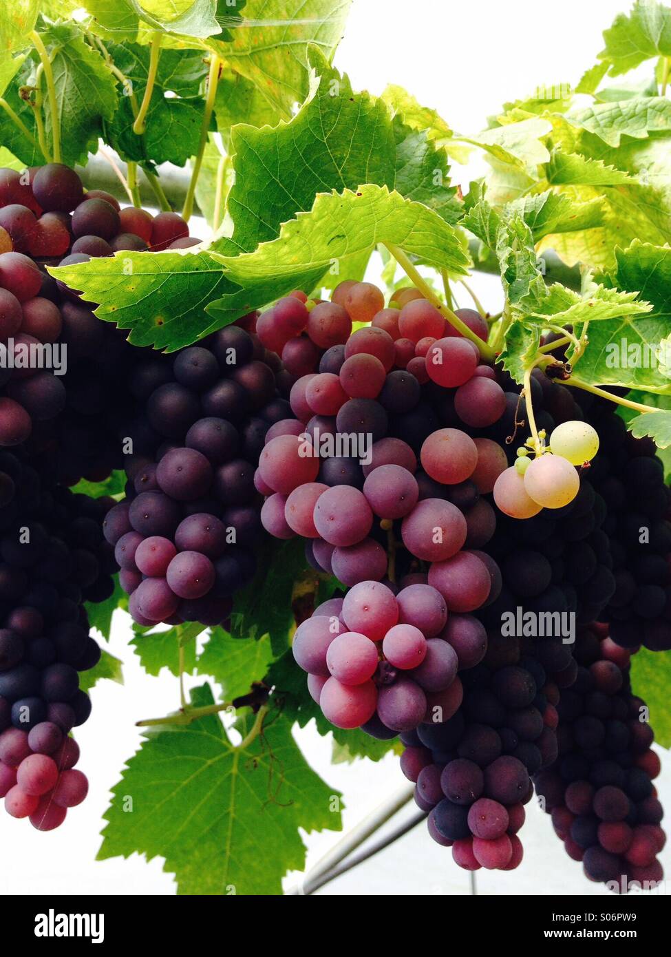 Bunches of grapes ripening in a greenhouse. Mobile phone photo with some phone or tablet post processing. - Smartphone Captured Stock Image