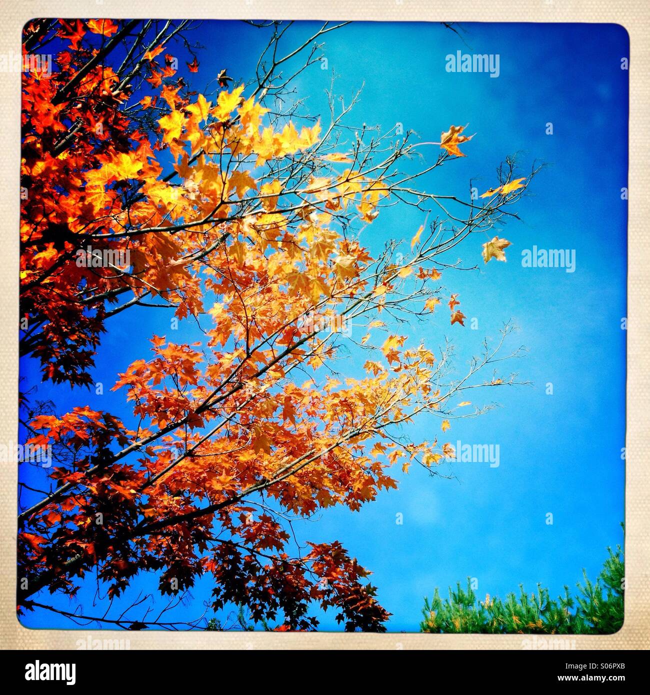 The beauty of Autumn - Smartphone Captured Stock Image