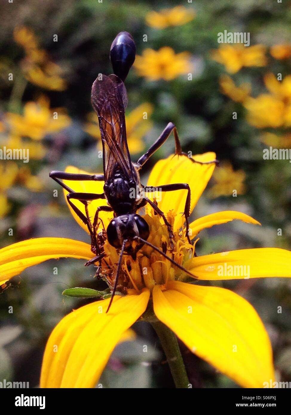 Thread-waisted wasp on tickseed sunflower. Stock Photo