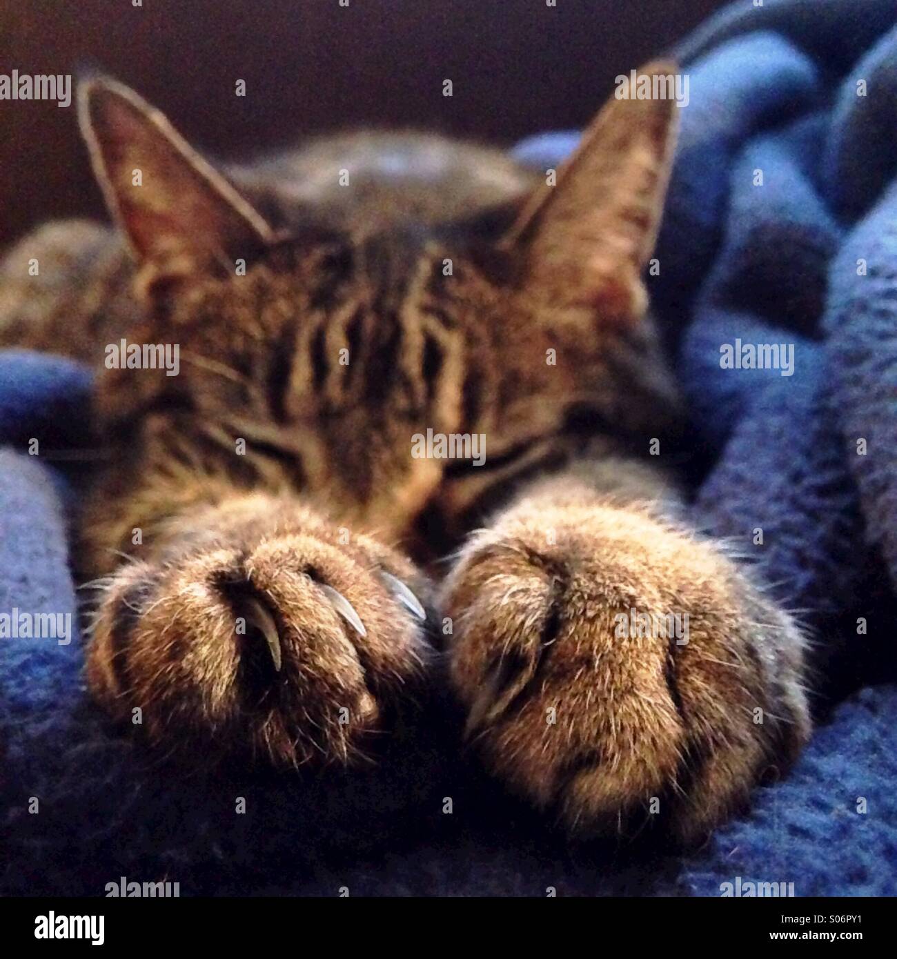Tabby cat, focus on paws - Smartphone Captured Stock Image