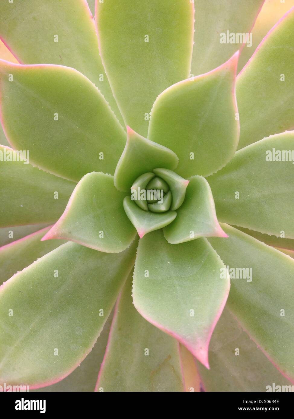 Aeonium percarneum plant Stock Photo