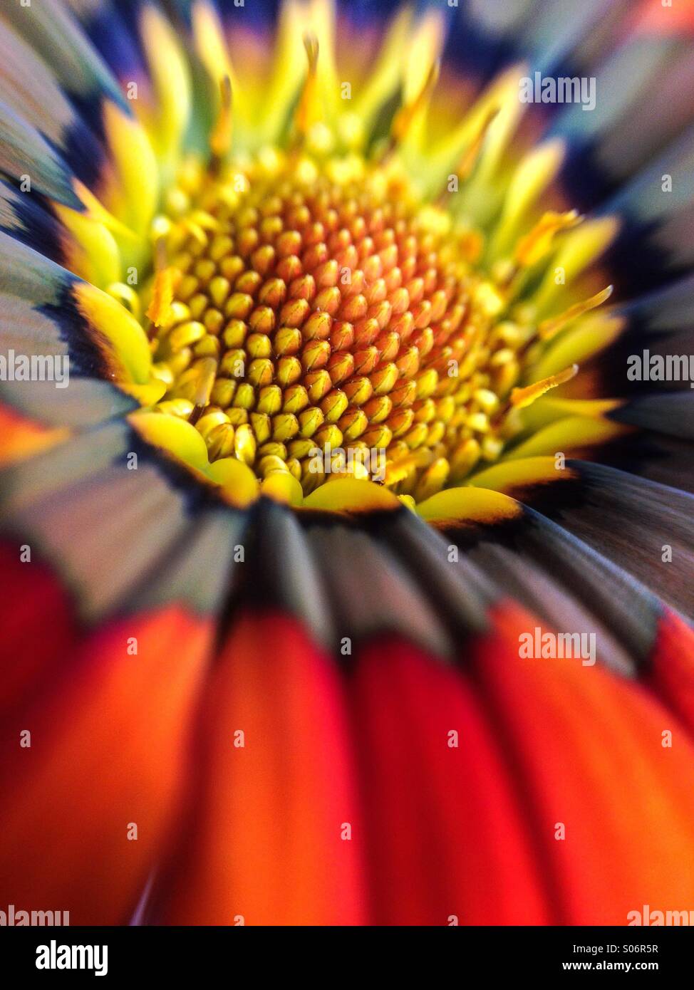 Macro view of a gazania flower head - Smartphone Captured Stock Image