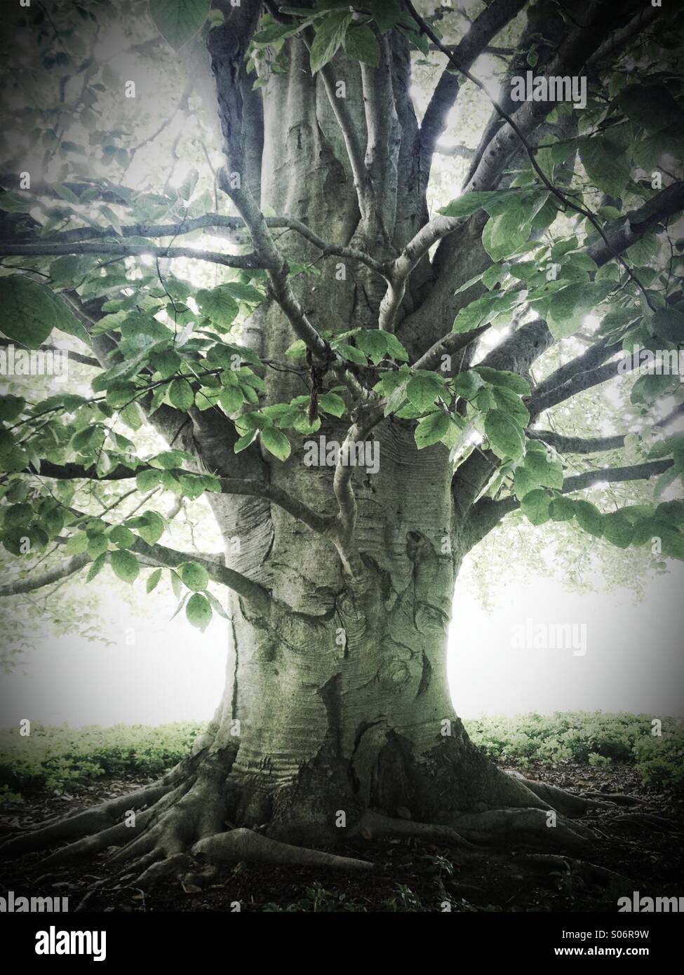 Ancient beech tree - Smartphone Captured Stock Image