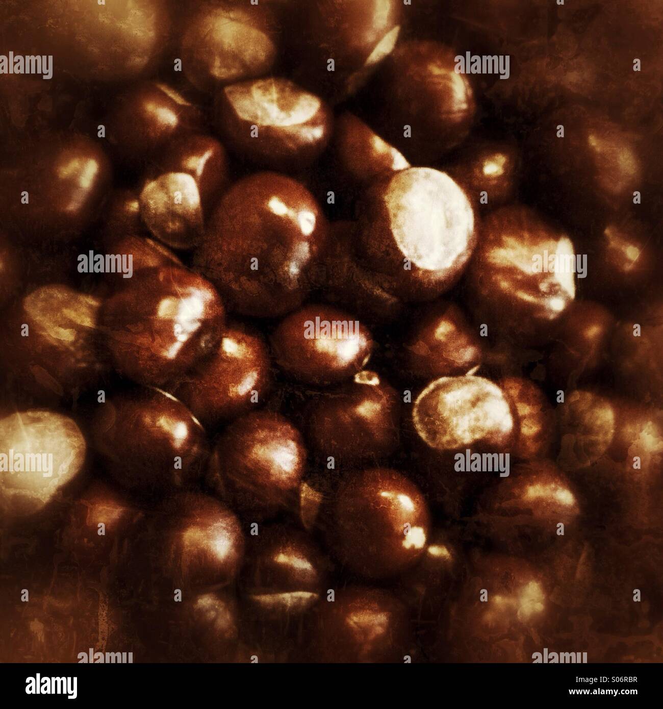 Conkers the seeds of the horse chestnut tree - Smartphone Captured Stock Image