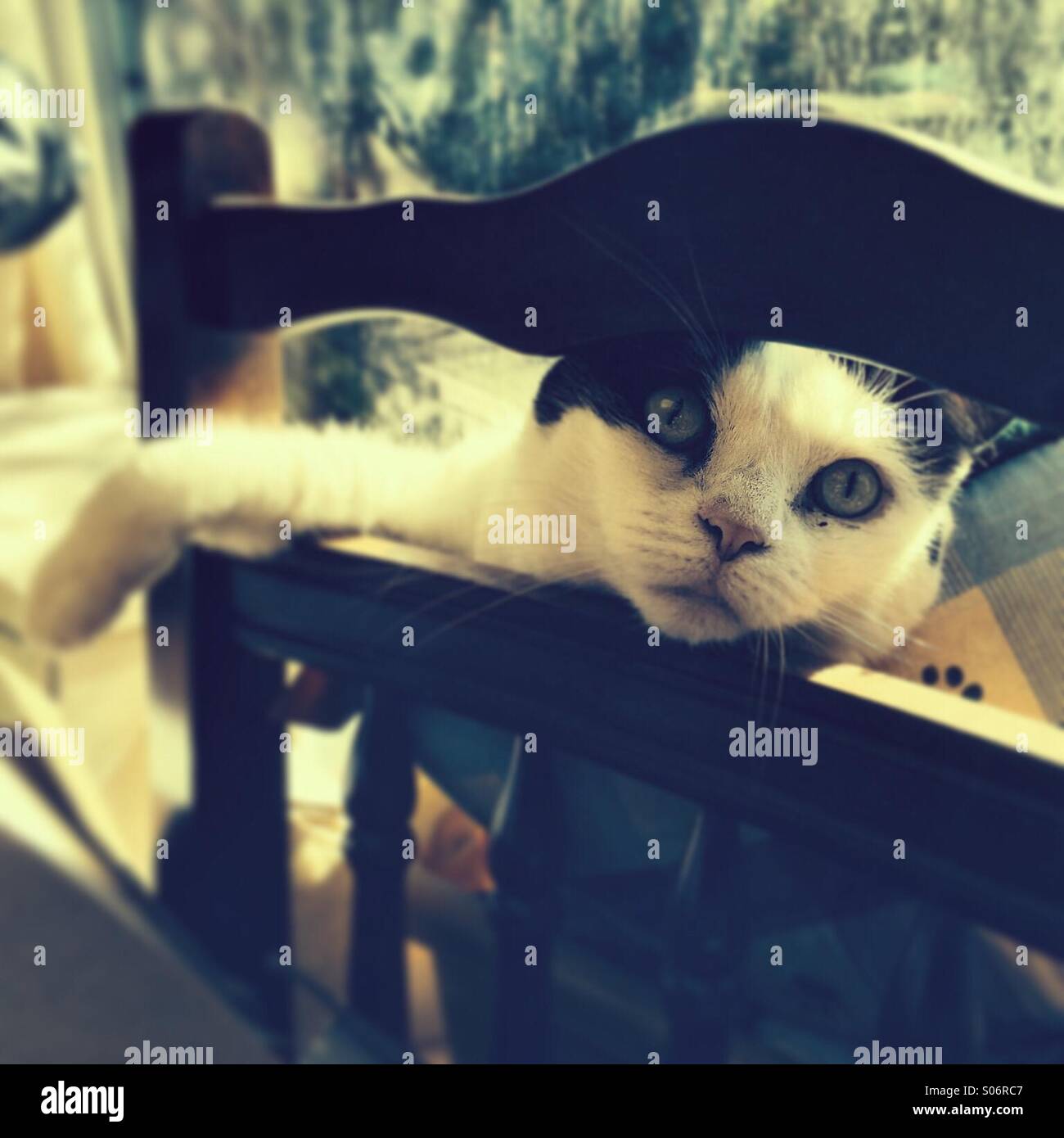 Black and white cat sitting on house furniture - Smartphone Captured Stock Image