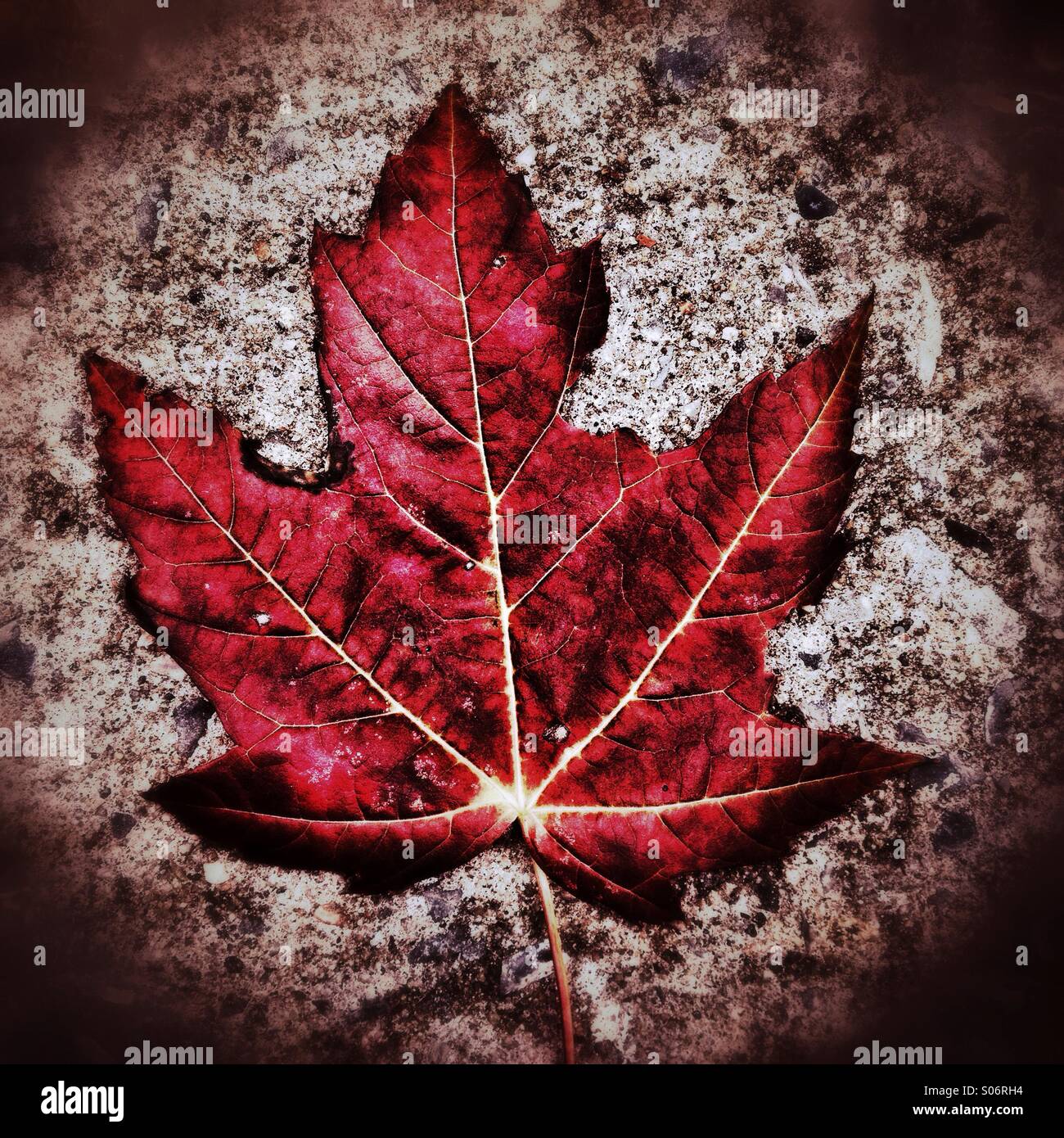 Fall foliage maple leaf hi-res stock photography and images - Alamy