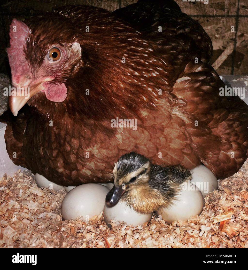 Mom Chicken His Grown Image & Photo (Free Trial)