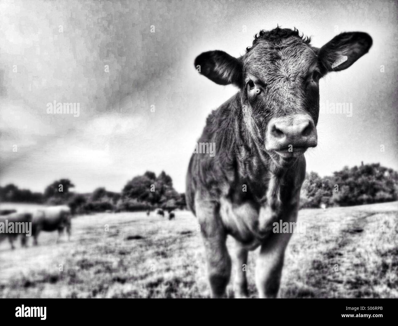 Black and white picture of a young calf staring into the camera - Smartphone Captured Stock Image