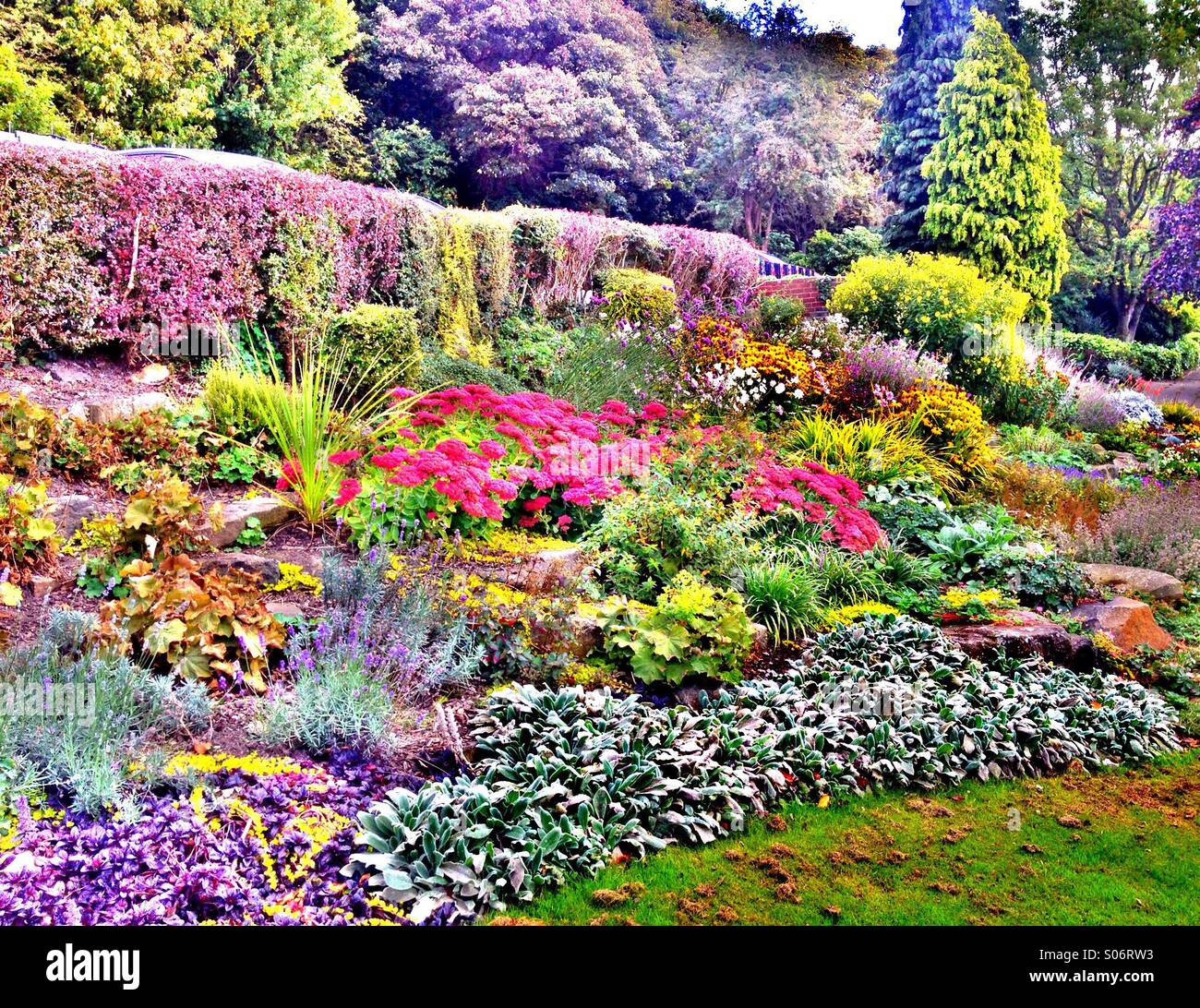 Plants in rockery Stock Photo - Alamy