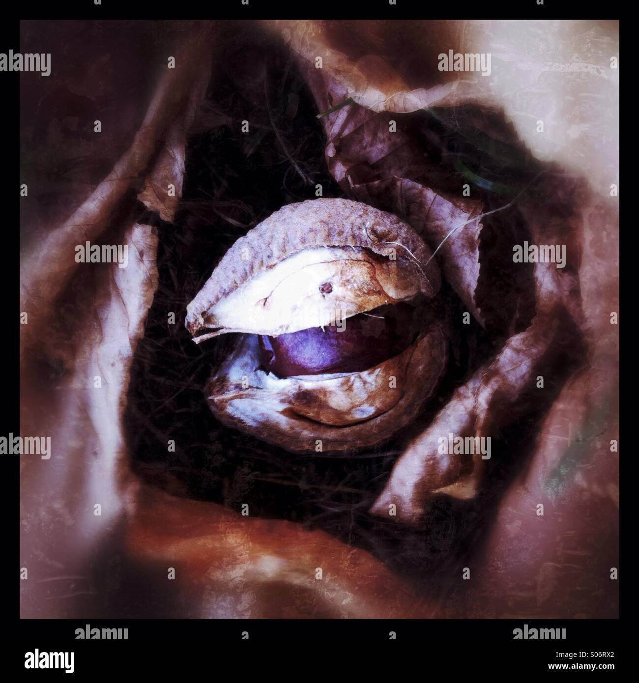 Conker in its shell. The Conker is a seed of the horse chestnut tree. - Smartphone Captured Stock Image