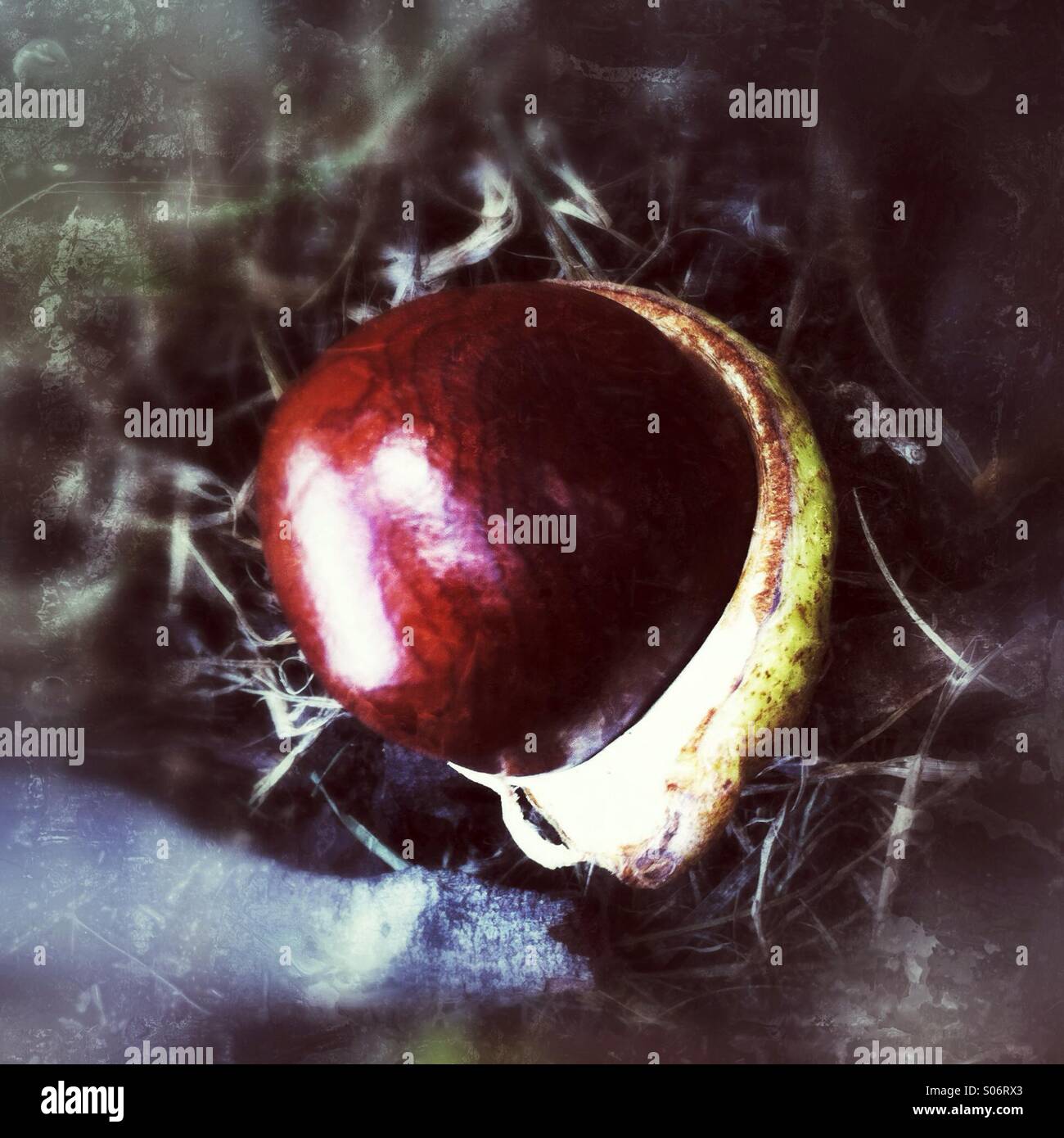 Conker in its shell. The Conker is a seed of the horse chestnut tree. - Smartphone Captured Stock Image