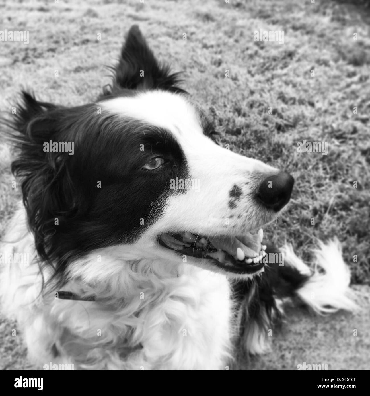 Border Collie portrait with black and white Instagram filter - Smartphone Captured Stock Image