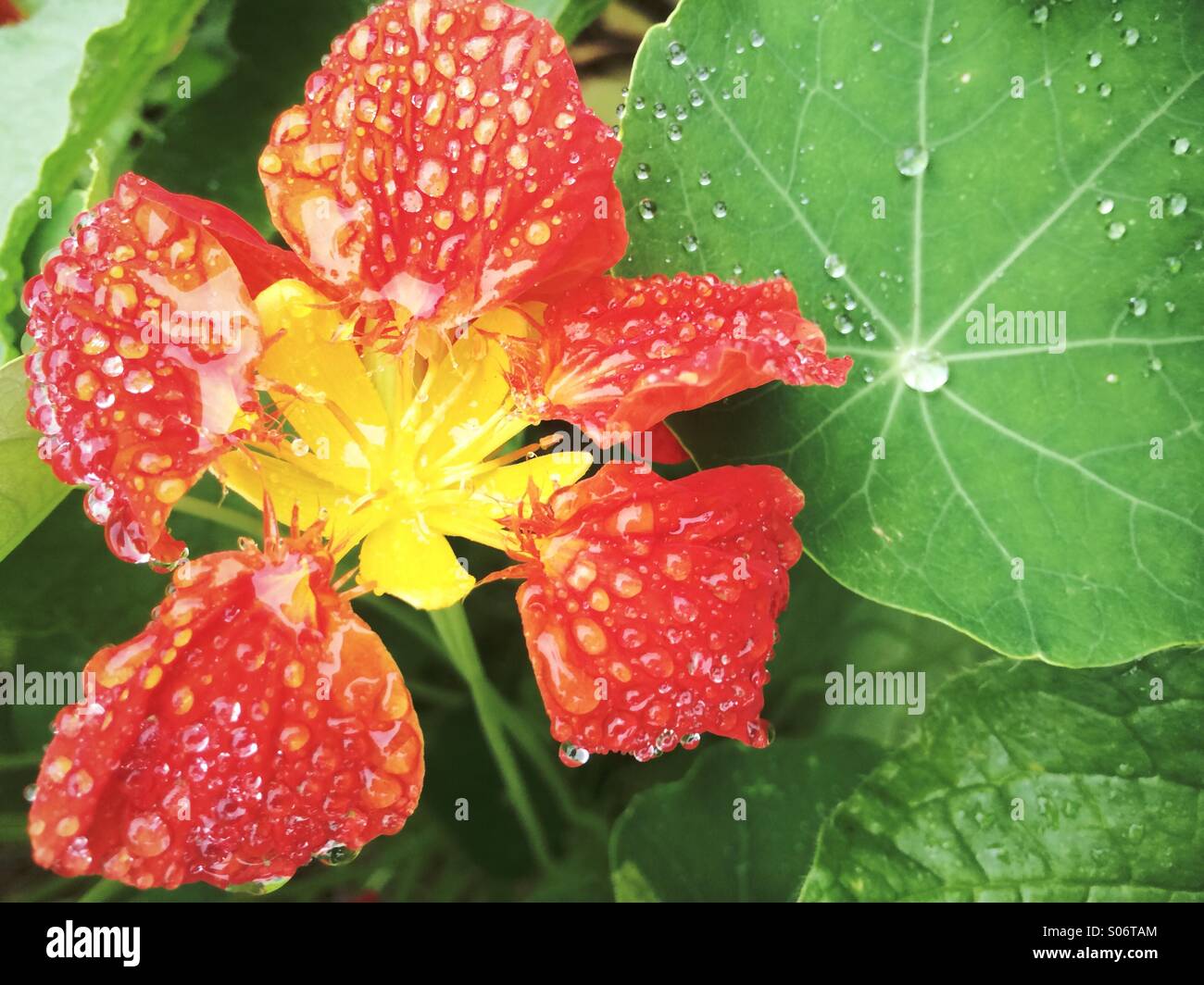 Red nasturtium covered in rain droplets in Autumn. Stock Photo