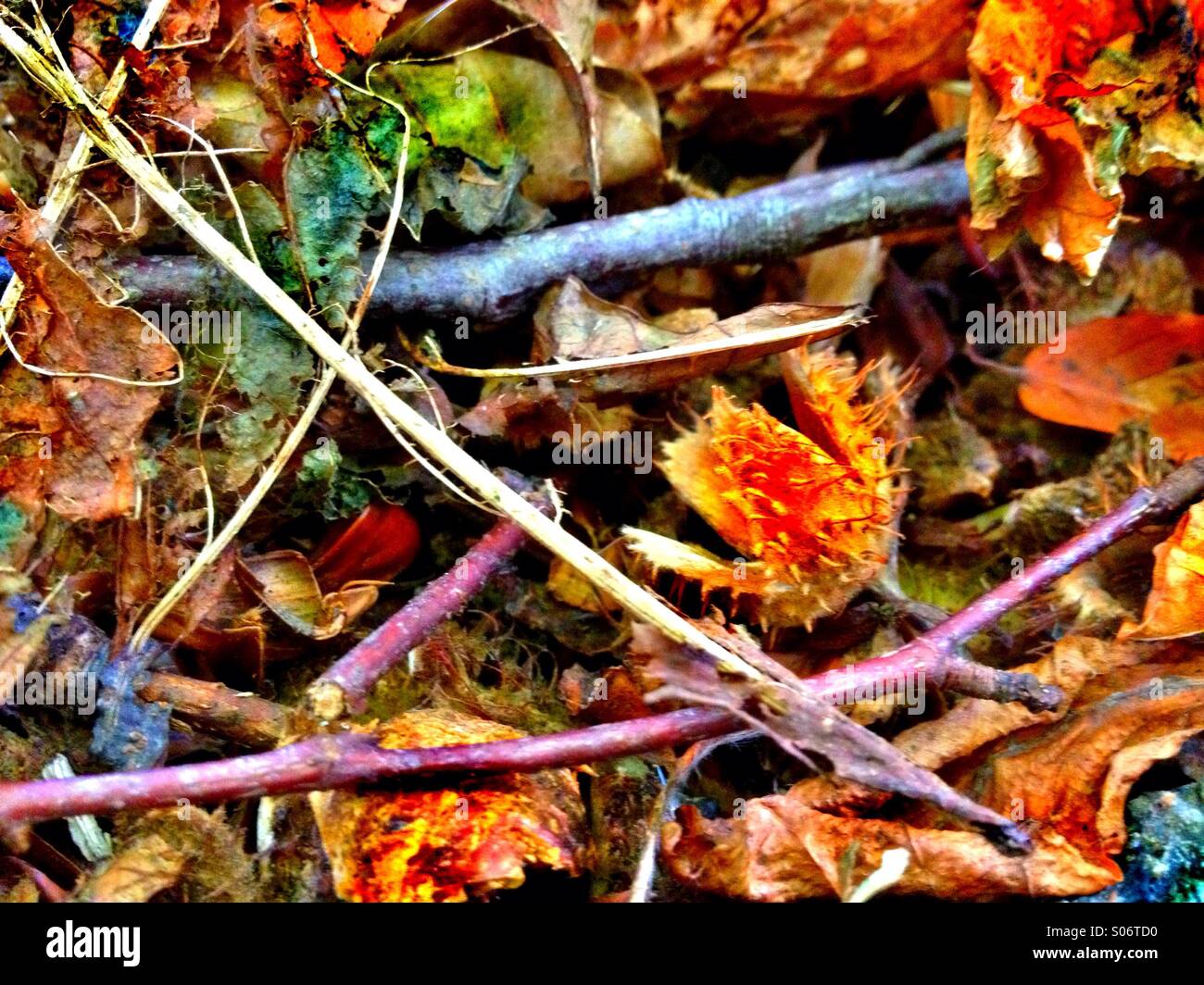 Empty beech nut shell Stock Photo