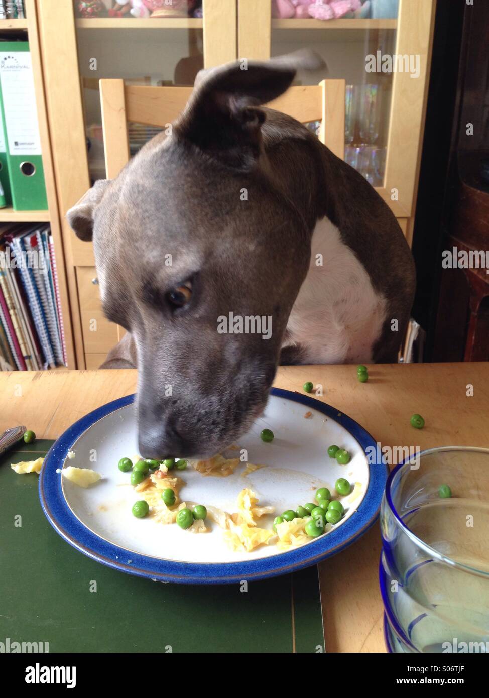 Dog eating off plate hires stock photography and images Alamy