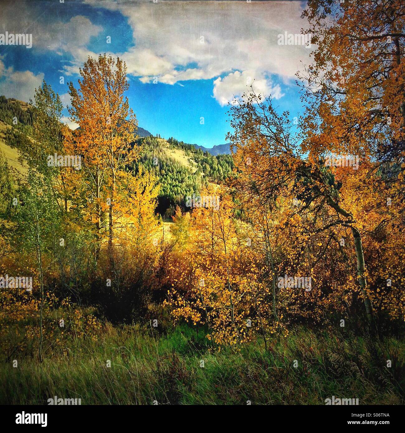 Late afternoon light filters through autumn aspens in the mountains of Montana - Smartphone Captured Stock Image