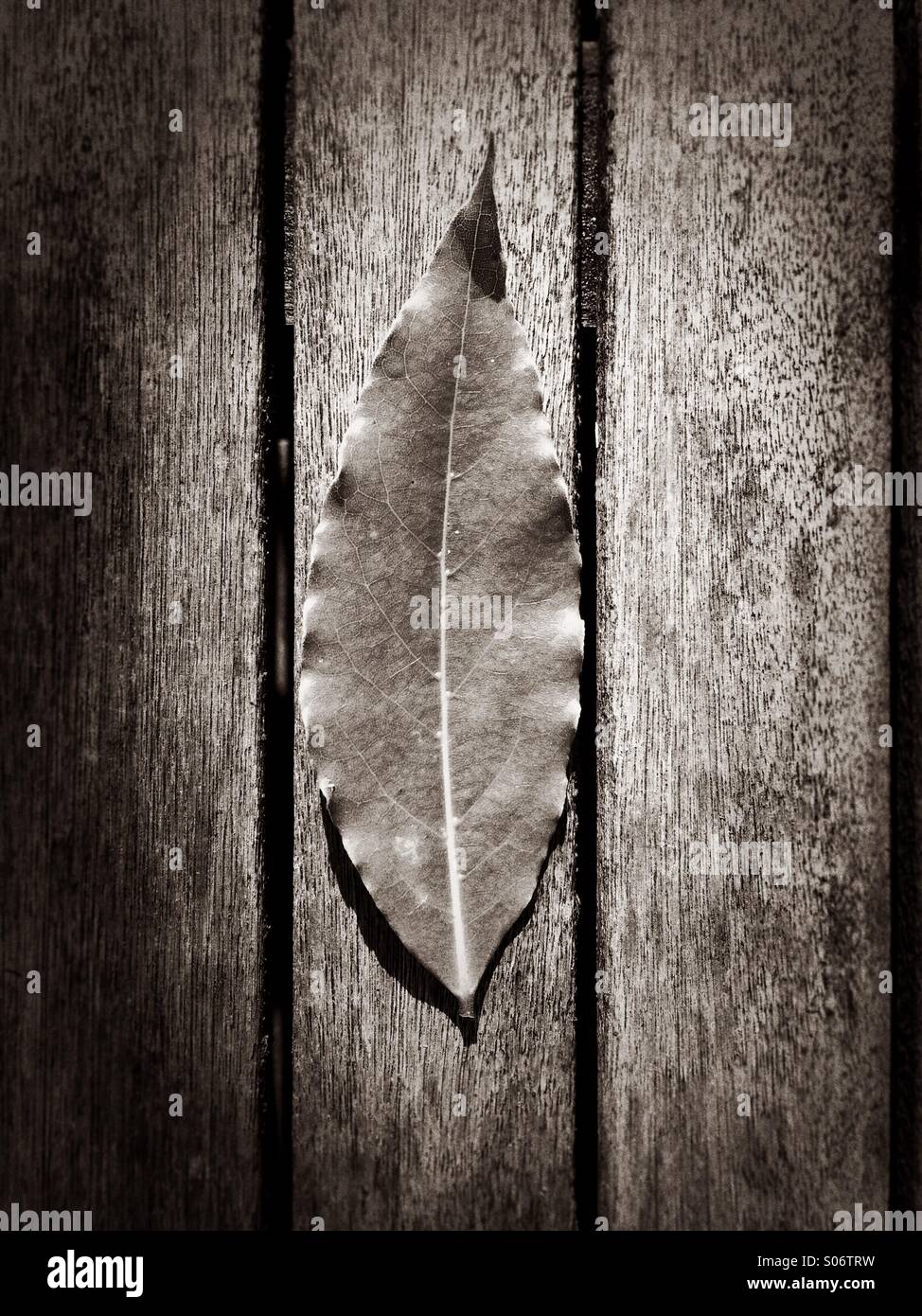 Bay leaf in a wooden table - Smartphone Captured Stock Image