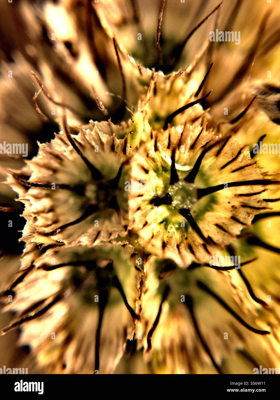 Seed head of a scabiosa caucasica - Smartphone Captured Stock Image
