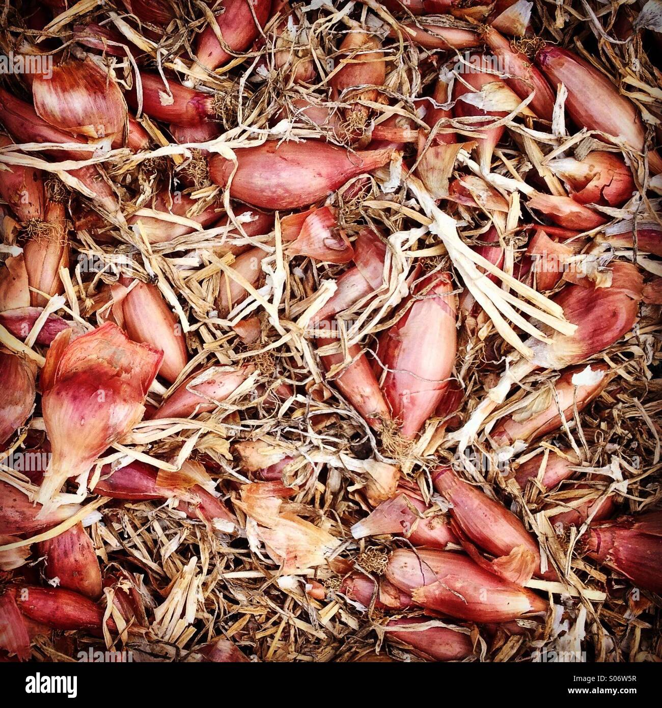 Shallots drying hires stock photography and images Alamy