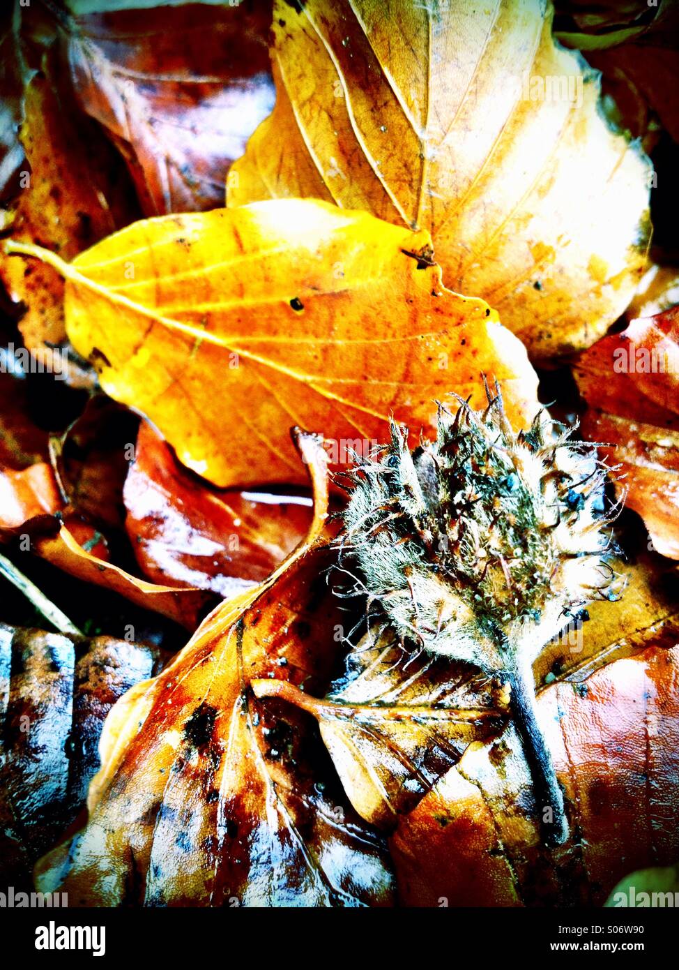 Autumn#5 - Smartphone Captured Stock Image