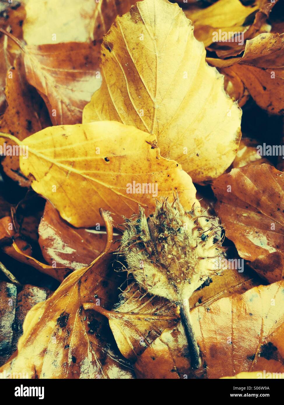 Autumn#6 - Smartphone Captured Stock Image